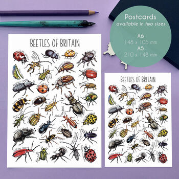 Beetles Of Britain Watercolour Postcard, 2 of 8