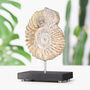 Mantelliceras Ammonite Bespoke Solid Oak Stand Authentic Dinosaur Fossil, thumbnail 1 of 3