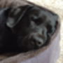 Cradle Fleece Dog Bed, thumbnail 5 of 12