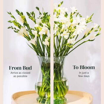 White Guernsey Long Stem Freesia Flowers, 3 of 3