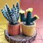 Handmade Felt Fake Plant, Cactus Collection, thumbnail 5 of 5
