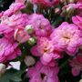 Flowers Kalanchoe 'Mixed' Four X Plants In 9cm Pots, thumbnail 4 of 6