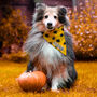 Personalised Dog Spooky Halloween Fancy Dress Bandana, thumbnail 2 of 5