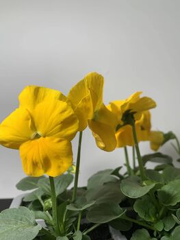 Flowers Pansy 'Yellow' Six X Plant Pack, 4 of 5