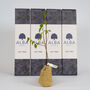 Silver Birch 'The Tree Of Protection' Gift, thumbnail 1 of 6