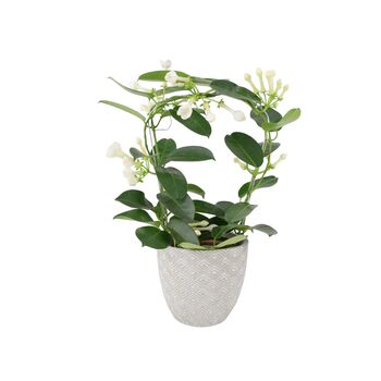 Stephanotis Jasmine Hoop In White Ceramic Pot – 40cm, 4 of 9