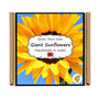 Grow Your Own Giant Sunflower. Seeds Growing Kit, thumbnail 4 of 4