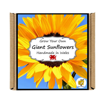 Grow Your Own Giant Sunflower. Seeds Growing Kit, 4 of 4