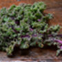 Kale 'Red Russian' Nine X Plug Plant Pack, thumbnail 4 of 5