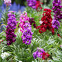 Flowers Stocks 'East Lothian' 12 X Plug Pack, thumbnail 5 of 5