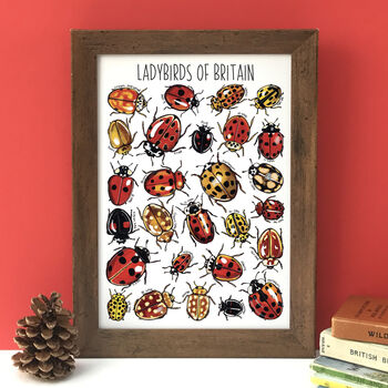 Ladybirds Of Britain Illustrated Postcard, 12 of 12