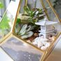 Gold Geometric Terrarium Kit With Succulent Or Cactus Christmas Gift For Plant Lover, thumbnail 3 of 11