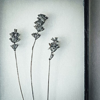 Three Pressed Flower Frames: Massasa And Lavender, 6 of 12