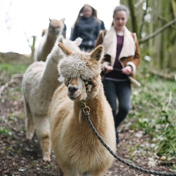 90 Minute Walk With Alpacas Experience, 2 of 8