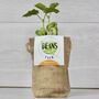Pack Of Five Message Beanstalk Seeds, thumbnail 7 of 9