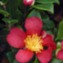 Scented Red Camellia Plant Gift For All Occasions, thumbnail 2 of 2