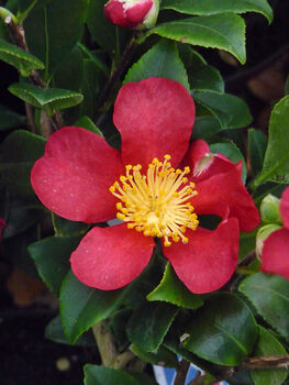Scented Red Camellia Plant Gift For All Occasions, 2 of 2