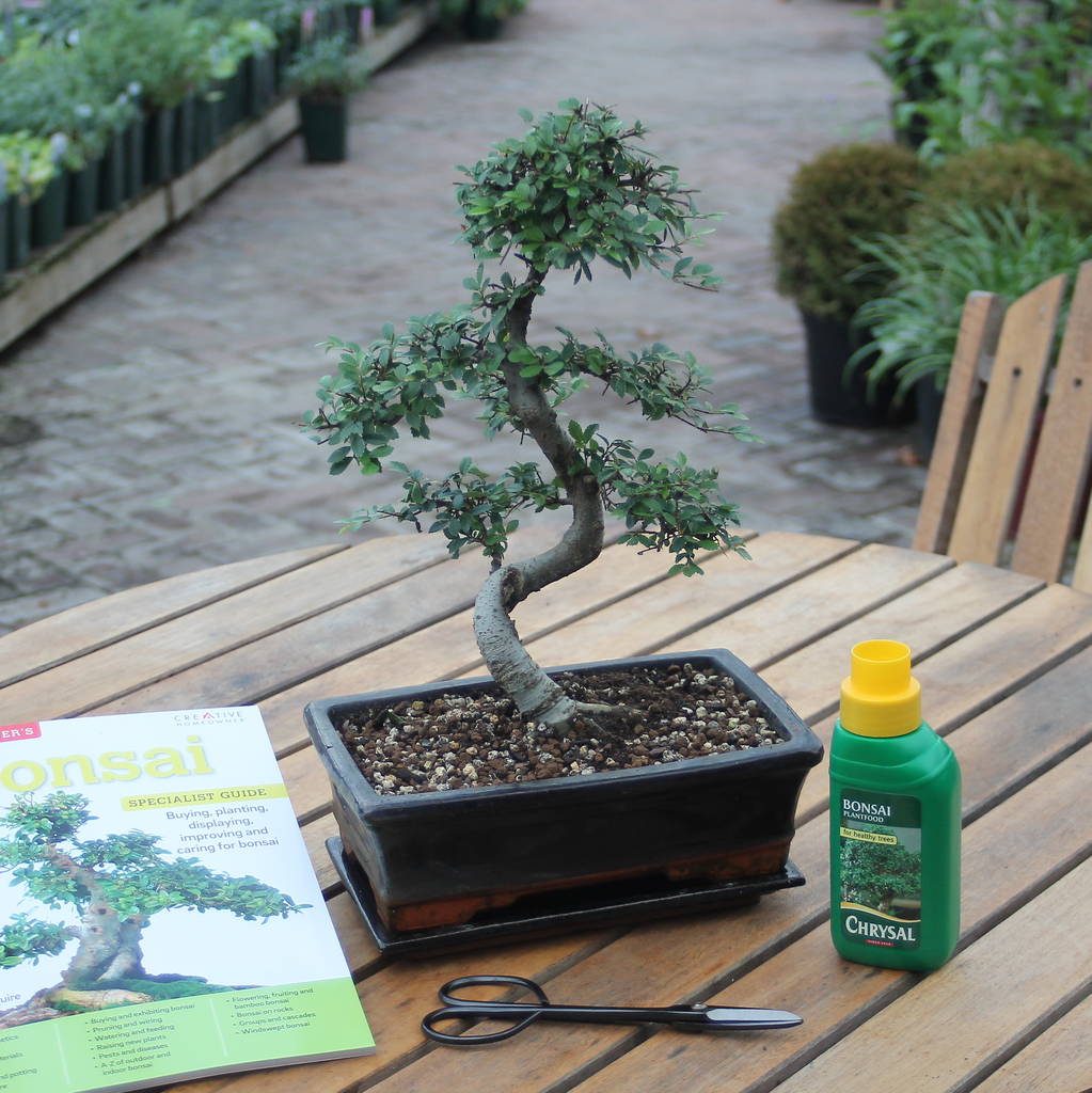 15 Year Old Bonsai Tree Superior Gift Set By All Things Bonsai