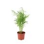 Chamaedorea Elegans Parlor Palm In 12cm Pot, thumbnail 5 of 11