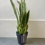 Artificial Sansevieria In Pot, thumbnail 2 of 7