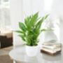 Spathiphyllum Peace Lily In White Ceramic Pot – Indoor Plant, thumbnail 1 of 2