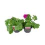 Geranium Zonal Calliope Violet 1 L Pots X2, thumbnail 2 of 3