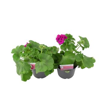 Geranium Zonal Calliope Violet 1 L Pots X2, 2 of 3