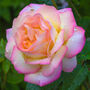 Hybrid Tea Rose 'Peace' One X Bare Rooted Plant, thumbnail 1 of 5