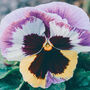 Flowers Pansy 'Coastal Sunrise Mix' 20 X Plant Pack, thumbnail 6 of 6