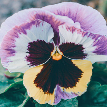 Flowers Pansy 'Coastal Sunrise Mix' 20 X Plant Pack, 6 of 6