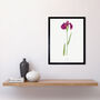 Japanese Water Iris Flower Floral Stem White Art Print, thumbnail 2 of 3