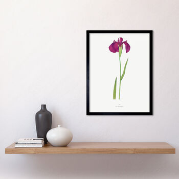 Japanese Water Iris Flower Floral Stem White Art Print, 2 of 3