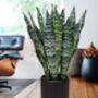 Artificial Fake Faux Plant In Black Ceramic Pots, thumbnail 2 of 6