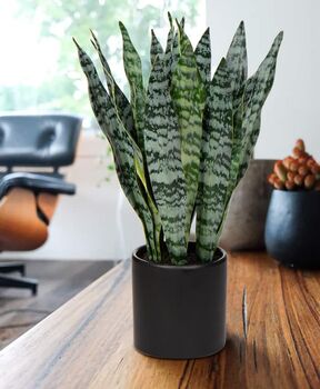 Artificial Fake Faux Plant In Black Ceramic Pots, 2 of 6