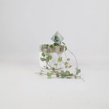 String Of Hearts Trailing Indoor Plant In8.5cm Pot, 7 of 9