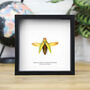 Golden Jewel Beetle Insect Bug Entomology Taxidermy Box Frame, thumbnail 1 of 3