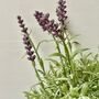 Artificial Lavender In Pot, thumbnail 4 of 6