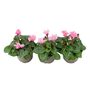 Cyclamen Light Pink – Set Of3 Garden Ready Plants, thumbnail 2 of 2