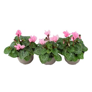 Cyclamen Light Pink – Set Of3 Garden Ready Plants, 2 of 2