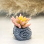 Concrete Shell With Faux Cactus Ornament, thumbnail 9 of 10