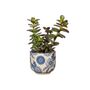 Blue Willow Plant Pot With Choice Of Plant, thumbnail 1 of 3