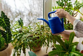 Christmas Cactus Houseplant 13cm Pot, 4 of 5