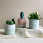 Pastel Concrete Pot With Succulent Or Cactus, thumbnail 1 of 5