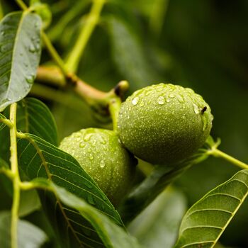 Walnut Tree One X Tall Plant In A 10 Litre Pot, 8 of 8