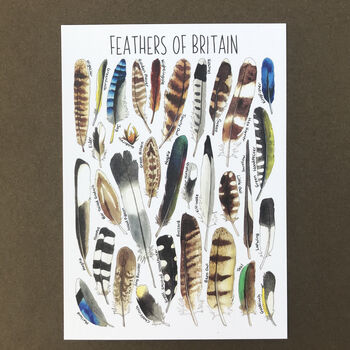 Feathers Of Britain Illustrated Postcard, 6 of 9