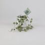 String Of Hearts Trailing Indoor Plant In8.5cm Pot, thumbnail 6 of 9