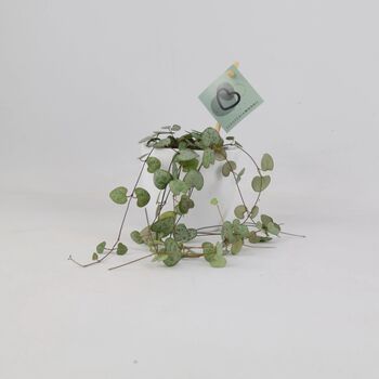 String Of Hearts Trailing Indoor Plant In8.5cm Pot, 6 of 9