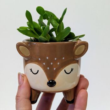 Plant Your Own Succulent Kit With Deer Pot, 5 of 5