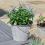 Set Of Four Vintage Rippled Bucket Planters, thumbnail 8 of 10