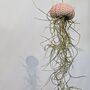 Jellyfish Airplant Spanish Moss Gift For Plant Lover, thumbnail 7 of 8